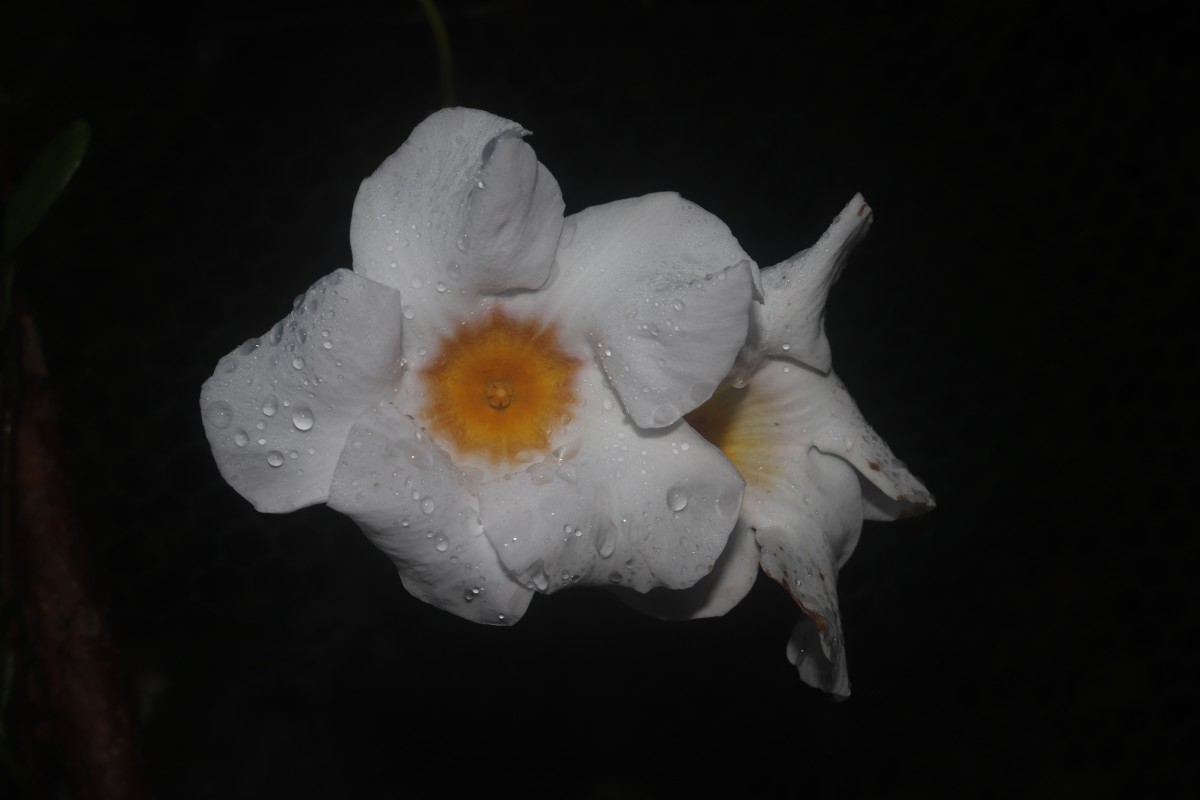 Mandevilla boliviensis (J.J.Veitch) Woodson